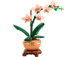 Alternative view of Miniorkidé Botanicals