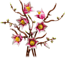 Magnoliagrenar Botanicals - Bild 3